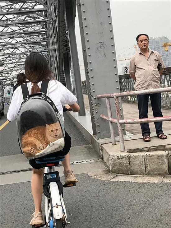 2020年9月19日，被背在包里的猫，经过上海外白渡桥。